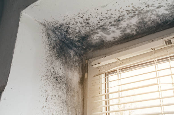 Affordable Mold Inspection And Testing solutions in Roseland, NJ